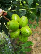 <b>徽丰景农业的1200亩薄壳山核桃里</b>